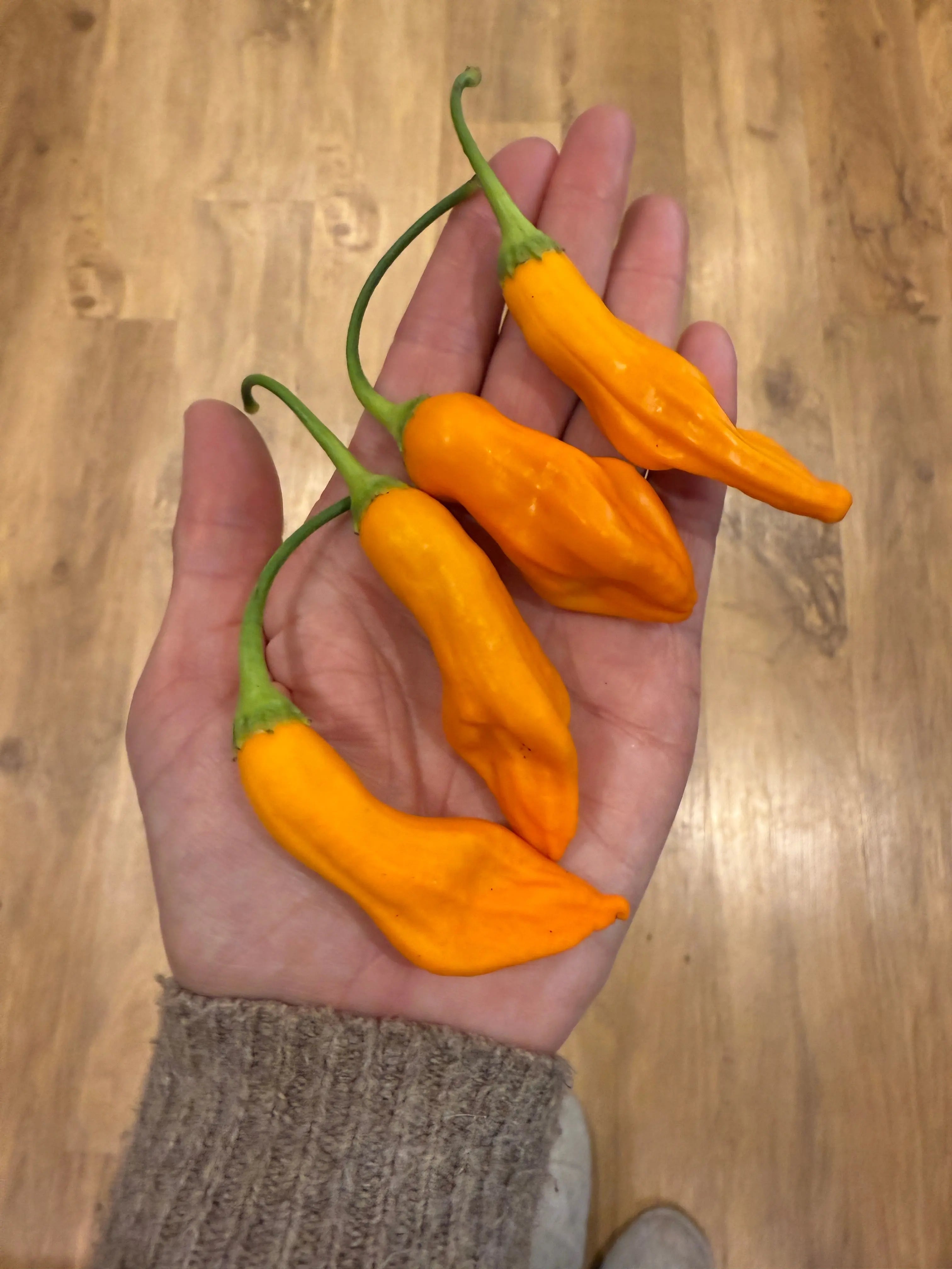 Aji Colorado Orange Chilli - Bishy Barnabees Cottage Garden Ltd