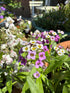 Alyssum Royal Carpet - Bishy Barnabees Cottage Garden Ltd