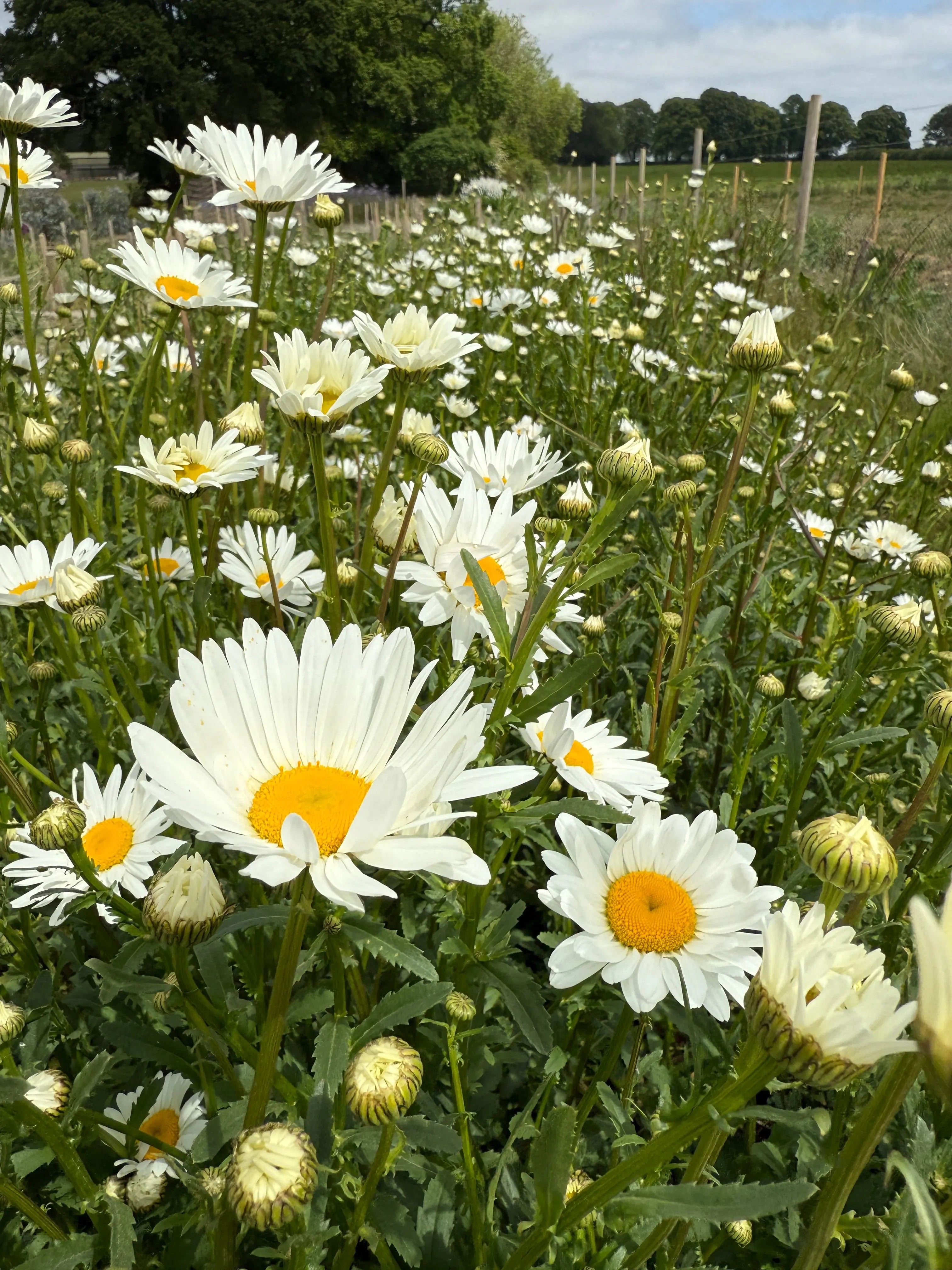 Oxeye Daisy - Bishy Barnabees Cottage Garden Ltd