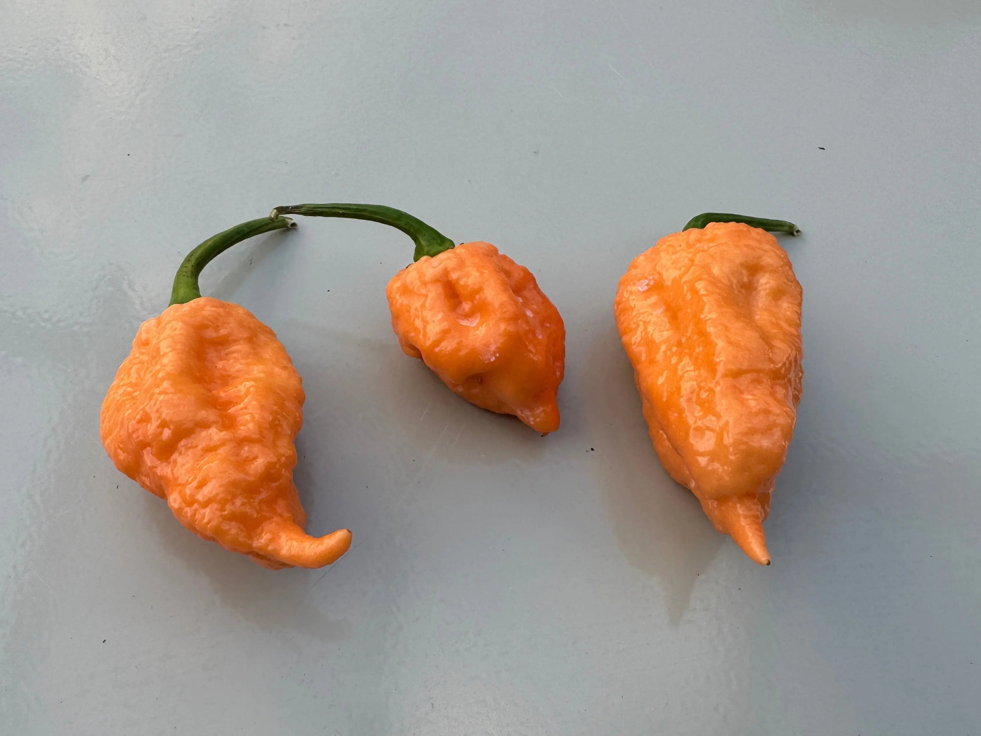 Pink Reaper Chilli - Bishy Barnabees Cottage Garden Ltd