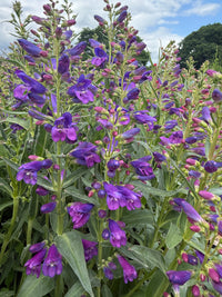 Tall purple and violet Penstemon Cambridge Mix flowers by Bishy Barnabees Cottage Garden bloom densely with green leaves, standing out against trees and a blue sky—perfect for a late summer garden grown from Penstemon seeds.