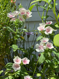 Phlox Blushing Bride