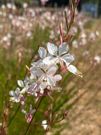 Gaura 'The Bride'