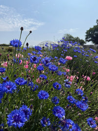 A vibrant field of Cornflower Blue Ball from Bishy Barnabees Cottage Garden Ltd blooms under a bright sky. Trees and a white greenhouse are visible in the distance, and these flowers offer excellent nectar for bees.