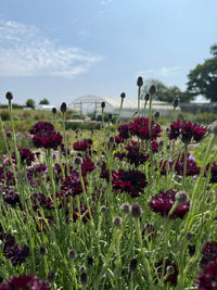 Dark purple wildflowers grown from Cornflower Black Ball seeds by Bishy Barnabees Cottage Garden Ltd fill the foreground, with green stems beneath a partly cloudy sky; a white greenhouse and other cottage plants appear in the background.