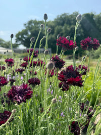 Bishy Barnabees Cottage Garden Ltd's Cornflower Black Ball displays clusters of dark purple blooms on tall green stems, perfect for adding beauty to your sunlit cottage garden.