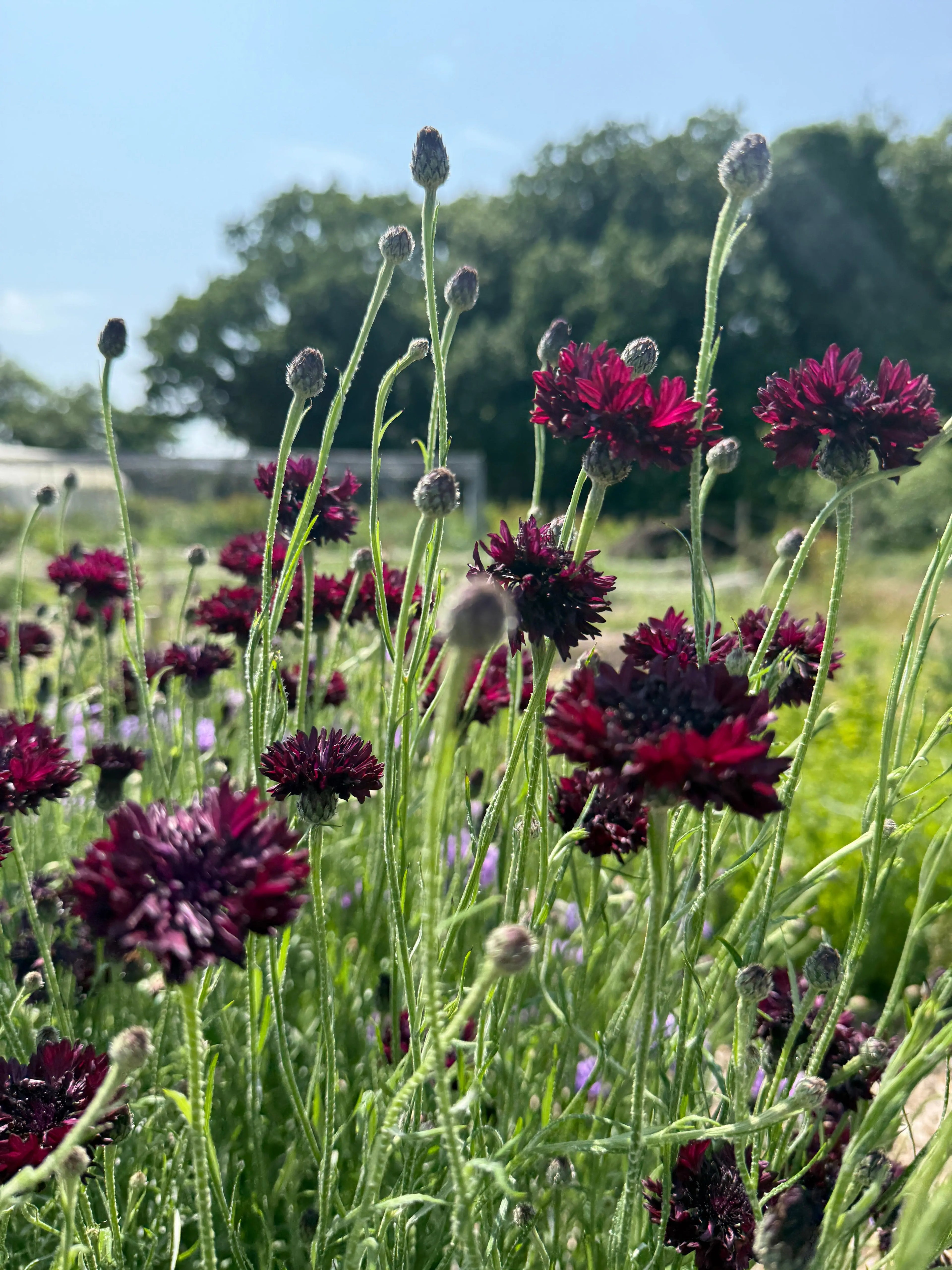 Cornflower Black Ball - Bishy Barnabees Cottage Garden Ltd
