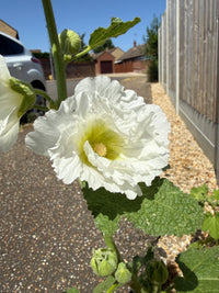Hollyhock Summer Carnival
