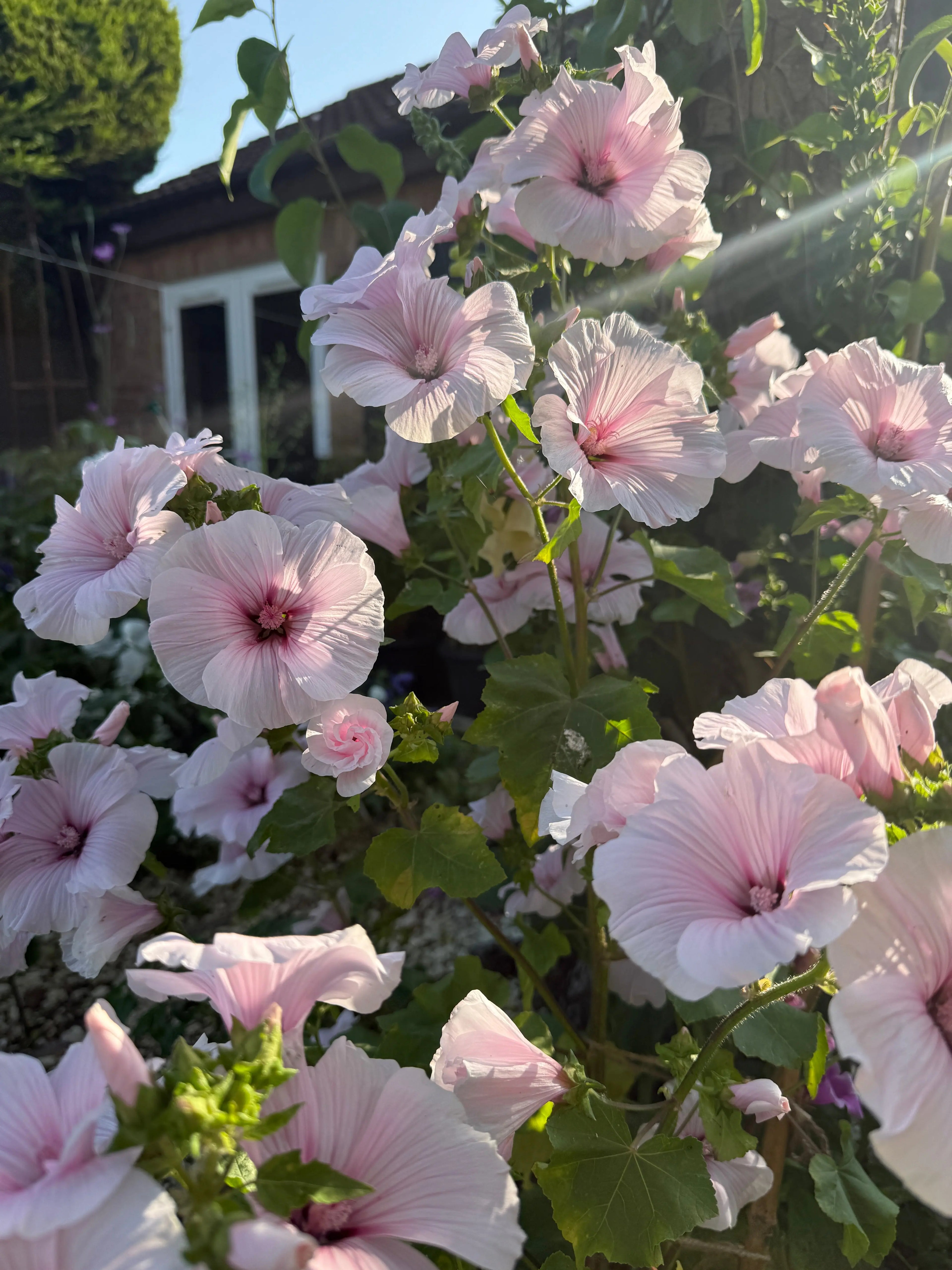 Lavatera Dwarf Pink Blush - Bishy Barnabees Cottage Garden Ltd