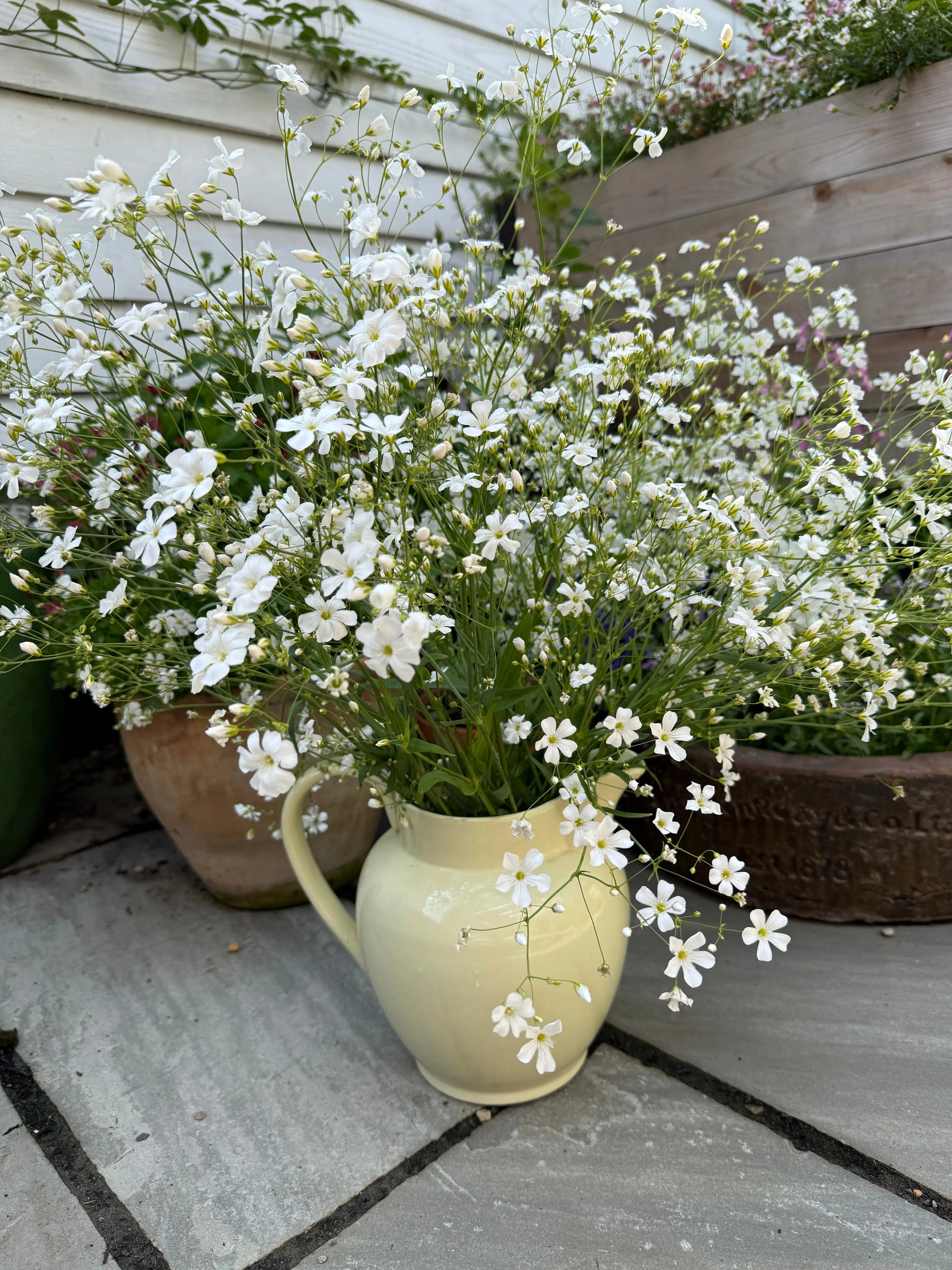 Gypsophila elegans Covent Garden - Bishy Barnabees Cottage Garden Ltd