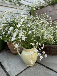 A pale yellow pitcher filled with Bishy Barnabees Cottage Garden’s Gypsophila Covent Garden sits on a stone patio, surrounded by potted plants and wooden planters in a charming garden setting.