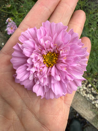 Cosmos Double Click Rose Bon Bon