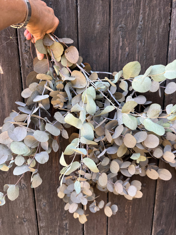 Eucalyptus Dried
