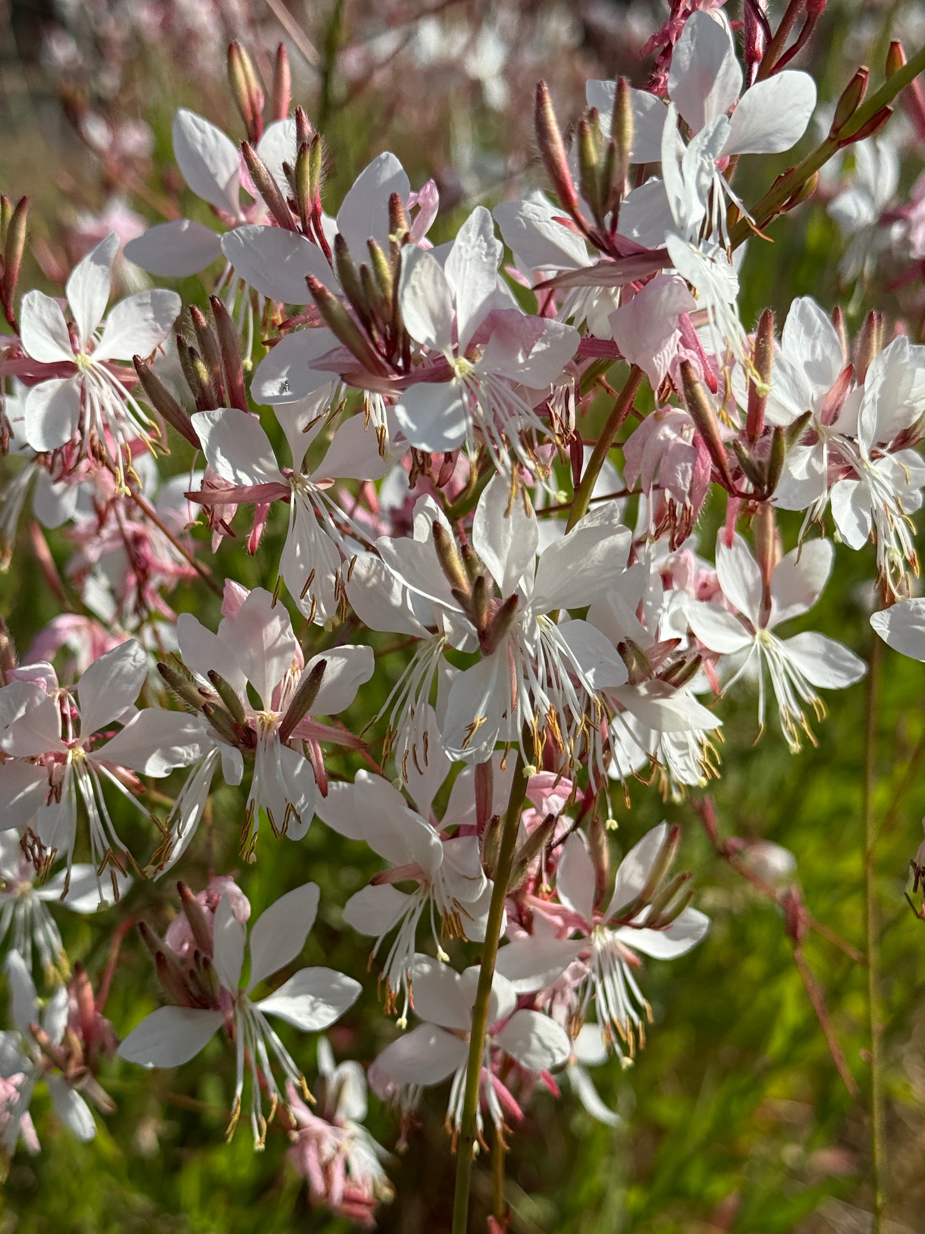 Gaura lindheimeri &