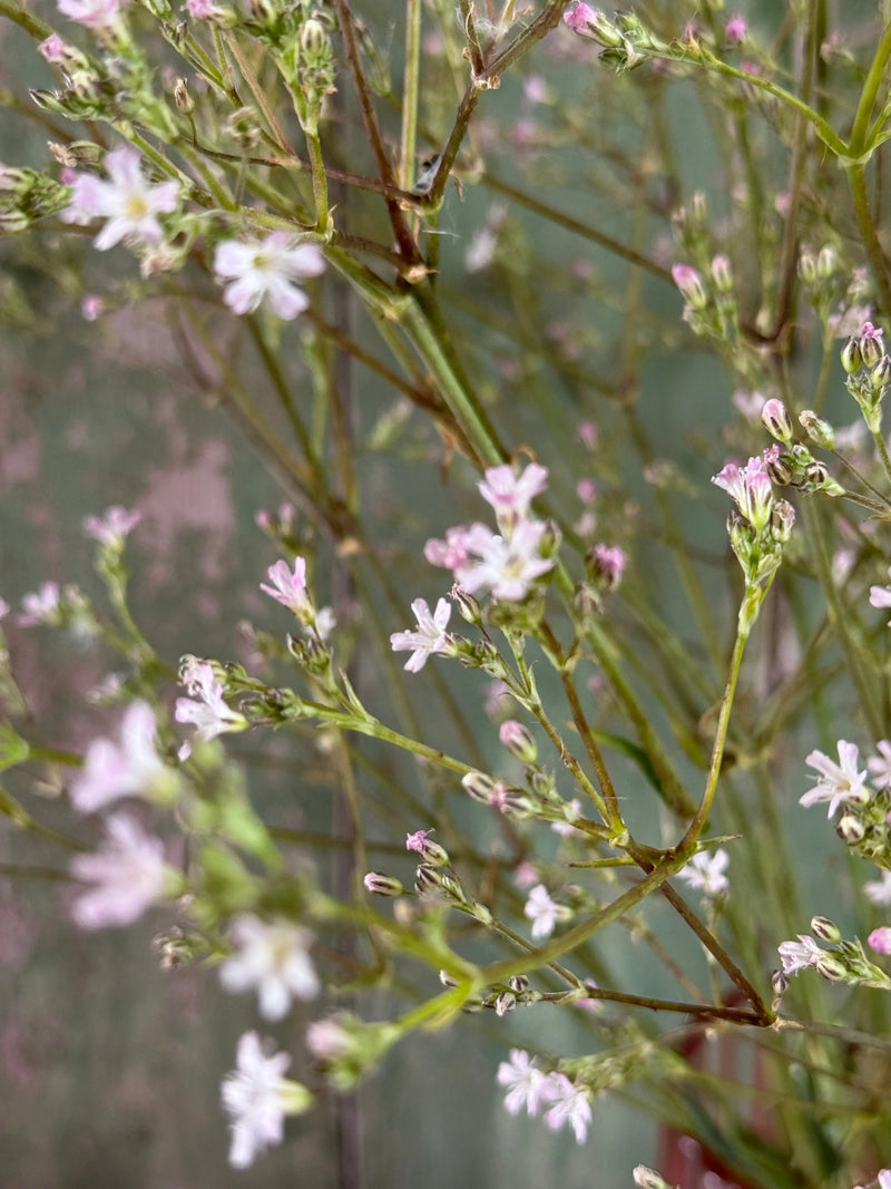 Close-up of Gypsophila Pink by Bishy Barnabees Cottage Garden Ltd: delicate, thin green stems with small, light pink and white flowers create a soft, airy texture against a muted green background.