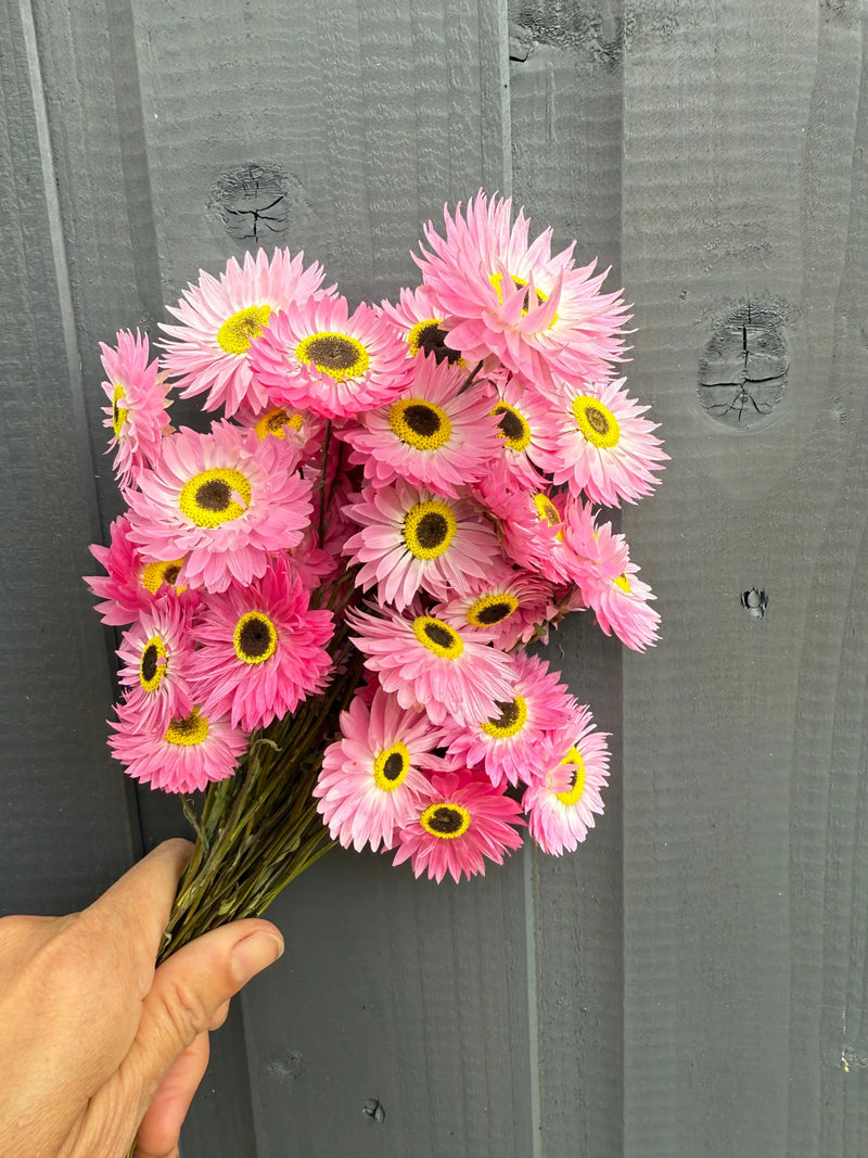 A hand holds a bouquet of bright pink Acroclinium Strawflowers Dried by Bishy Barnabees Cottage Garden Ltd, featuring yellow centers, in front of a dark gray wooden fence.