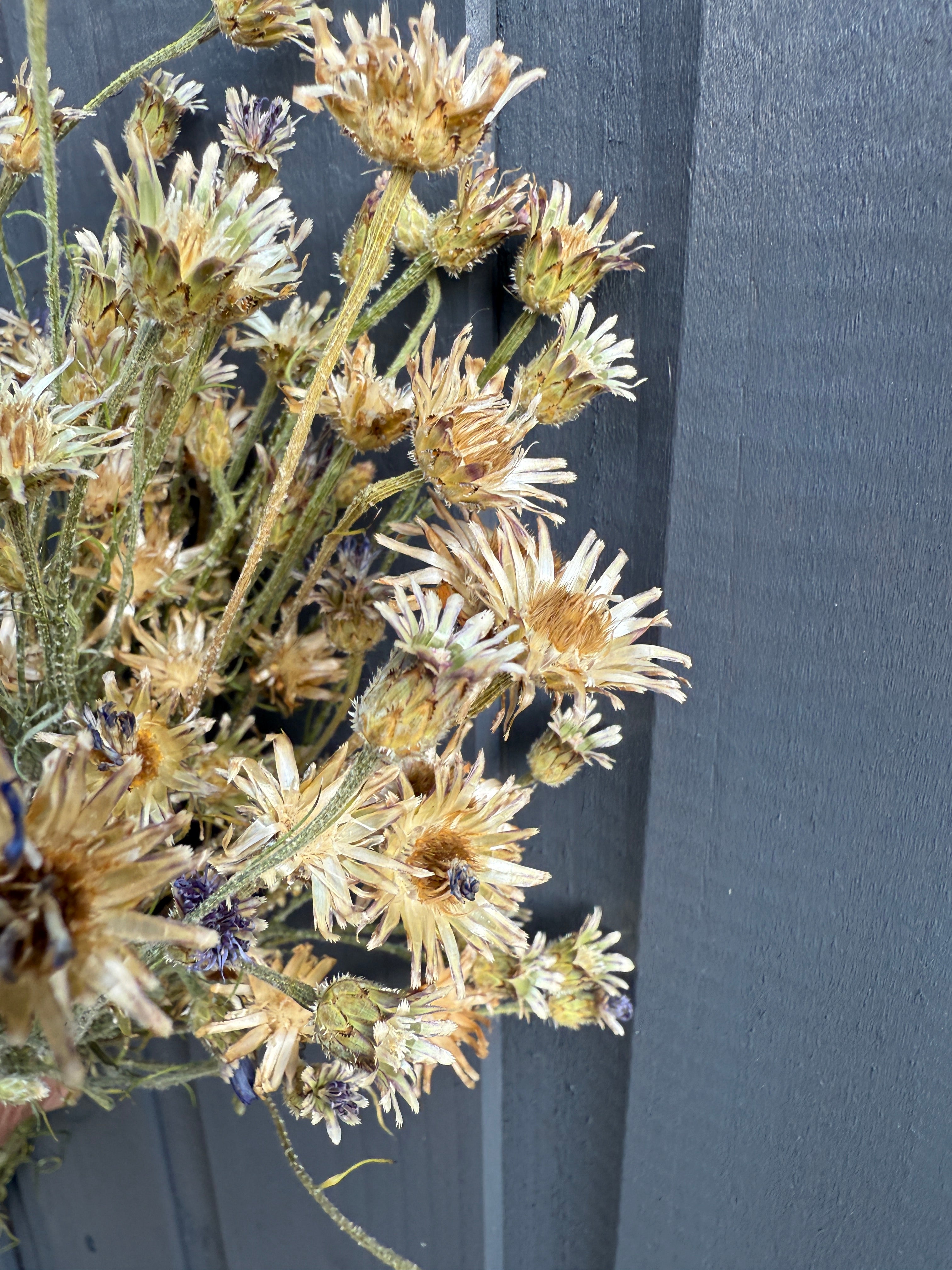 Cornflower Dried
