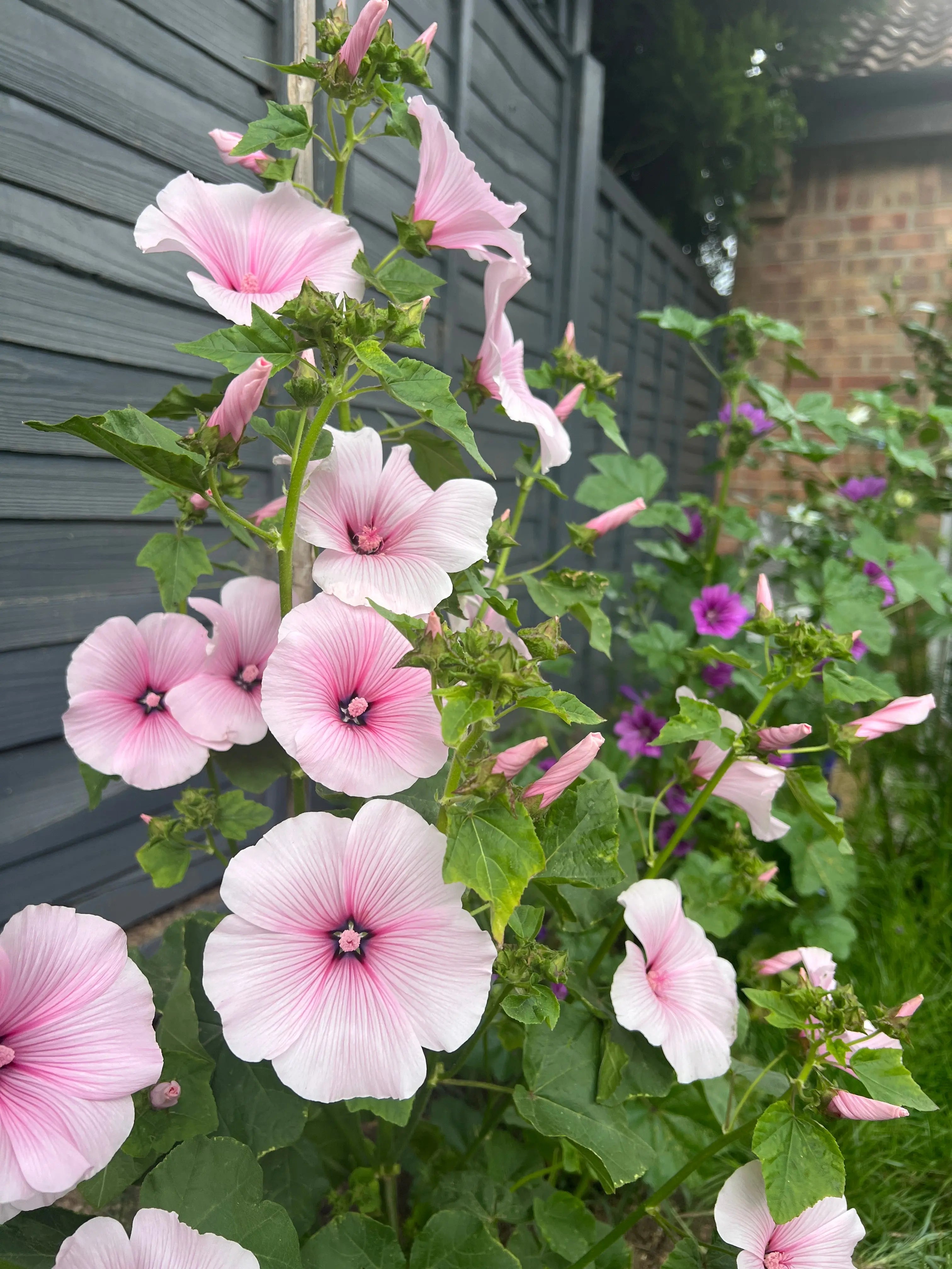 Lavatera Dwarf Pink Blush - Bishy Barnabees Cottage Garden Ltd