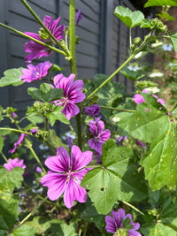 Close-up of Malva Mystic Merlin by Bishy Barnabees Cottage Garden, displaying rich violet-purple blooms with five petals and green leaves, thriving in sunlight near a gray fence—a rust-free hollyhock alternative.