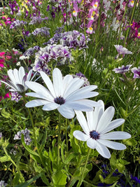 Three white-petaled, purple-centered African Daisies, grown from Bishy Barnabees Cottage Garden's Osteospermum Sky and Ice seeds, bloom among vibrant clusters of purple, pink, and yellow flowers amid lush green foliage on a sunny day.