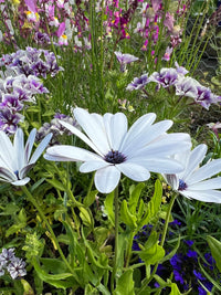 A close-up of Bishy Barnabees Cottage Garden’s Osteospermum Sky and Ice - African Daisy in bloom, with white petals, purple centers, lush green leaves, and colorful flowers in the background.