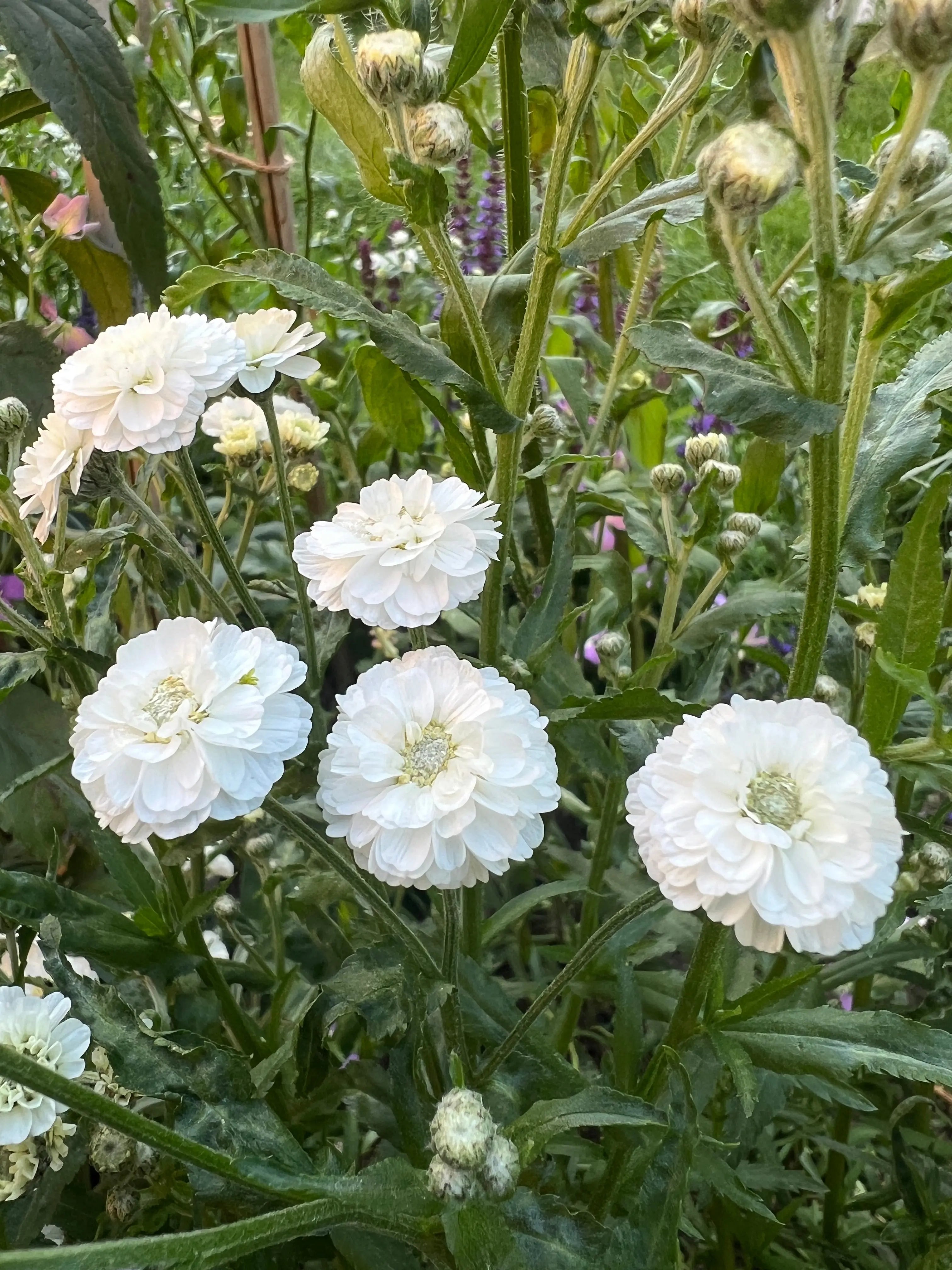 Achillea ptarmica Marshmallow - Bishy Barnabees Cottage Garden Ltd