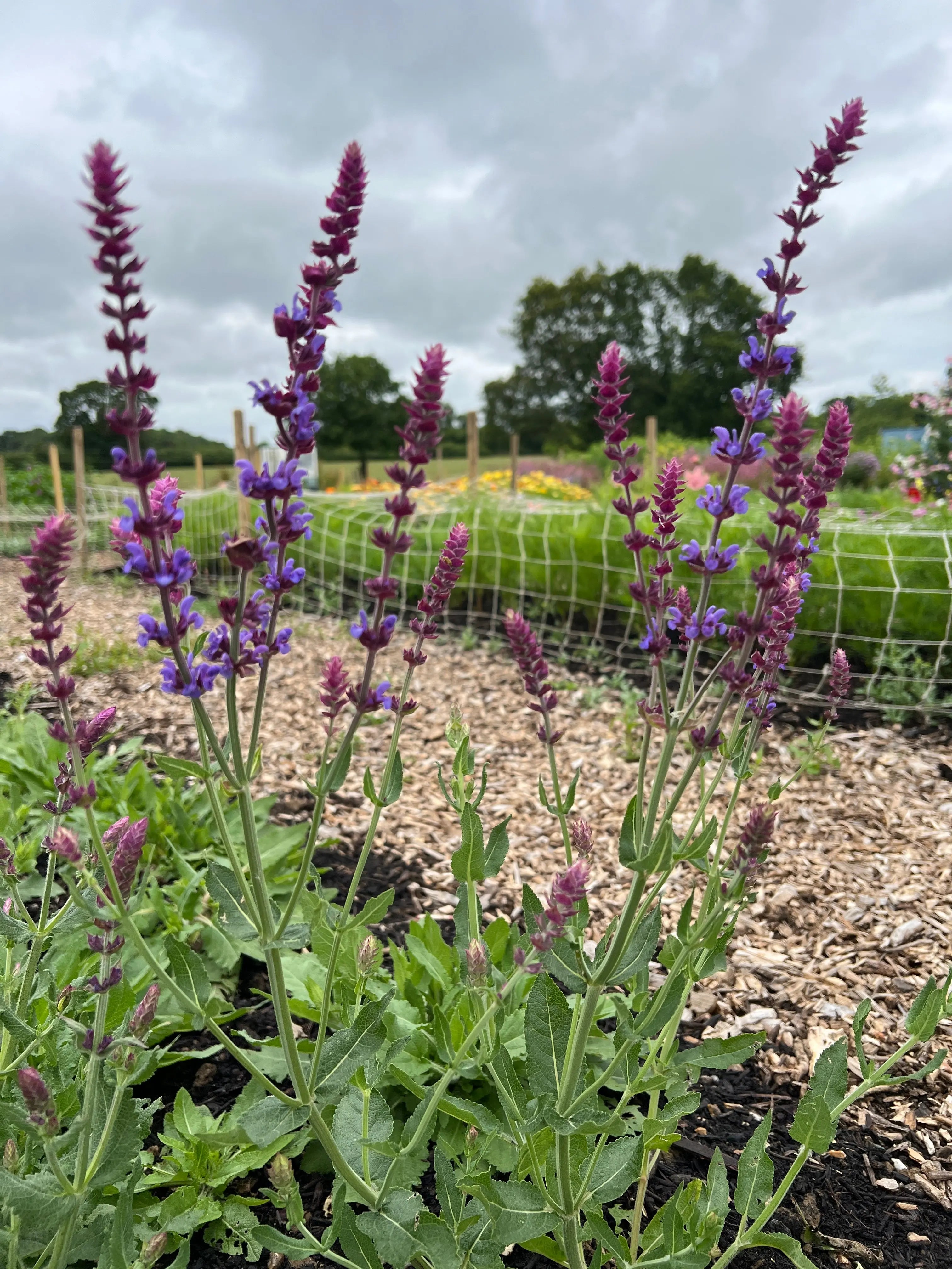 Salvia Violet Queen - Bishy Barnabees Cottage Garden Ltd
