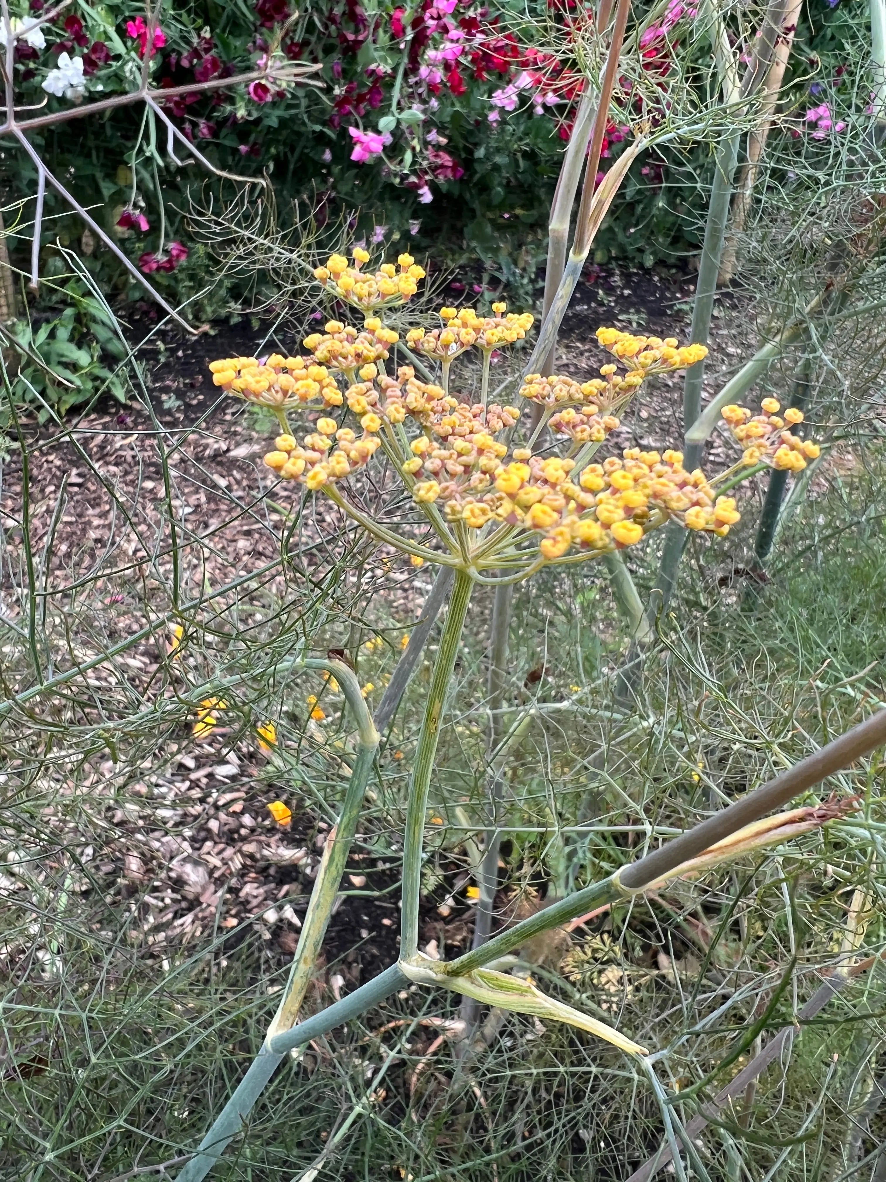 Bronze Fennel - Bishy Barnabees Cottage Garden Ltd
