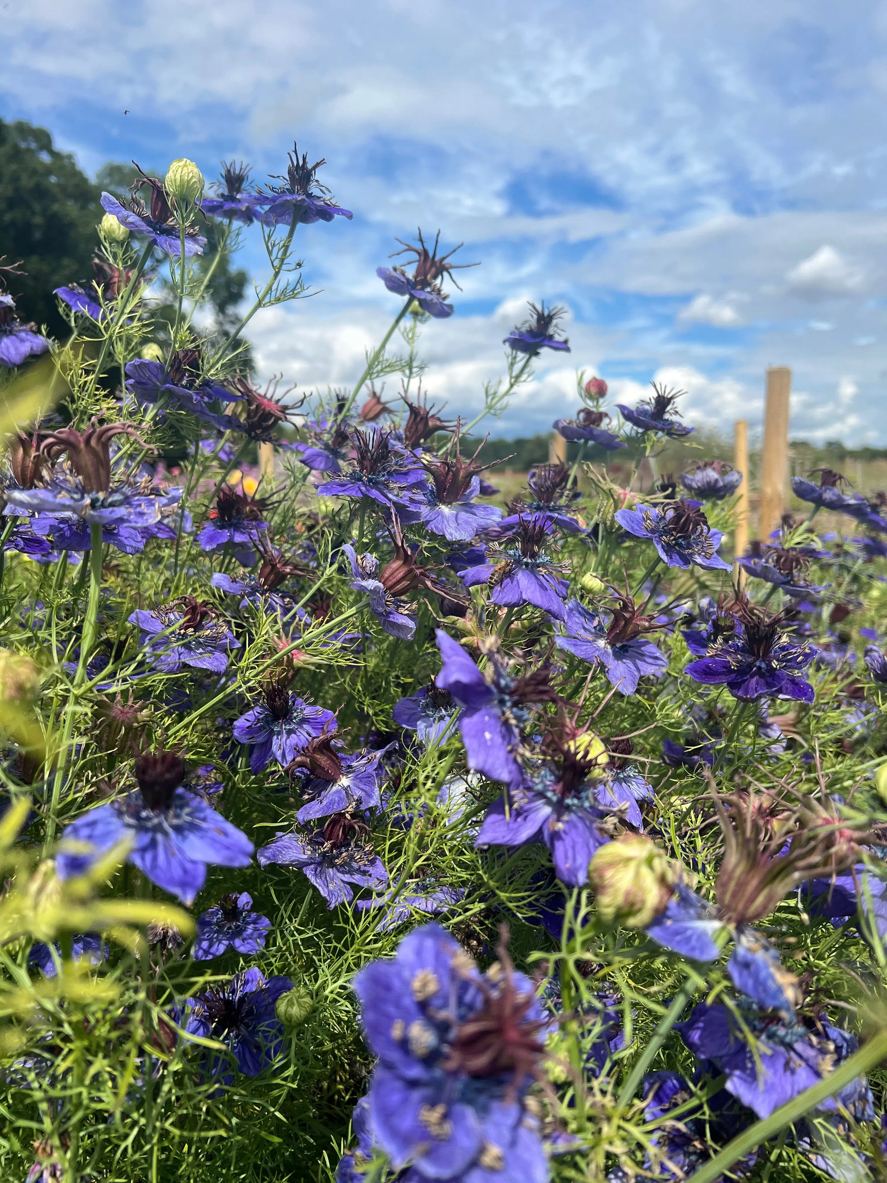 Nigella Hispanica - Bishy Barnabees Cottage Garden Ltd