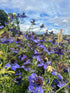 Nigella Hispanica - Bishy Barnabees Cottage Garden Ltd