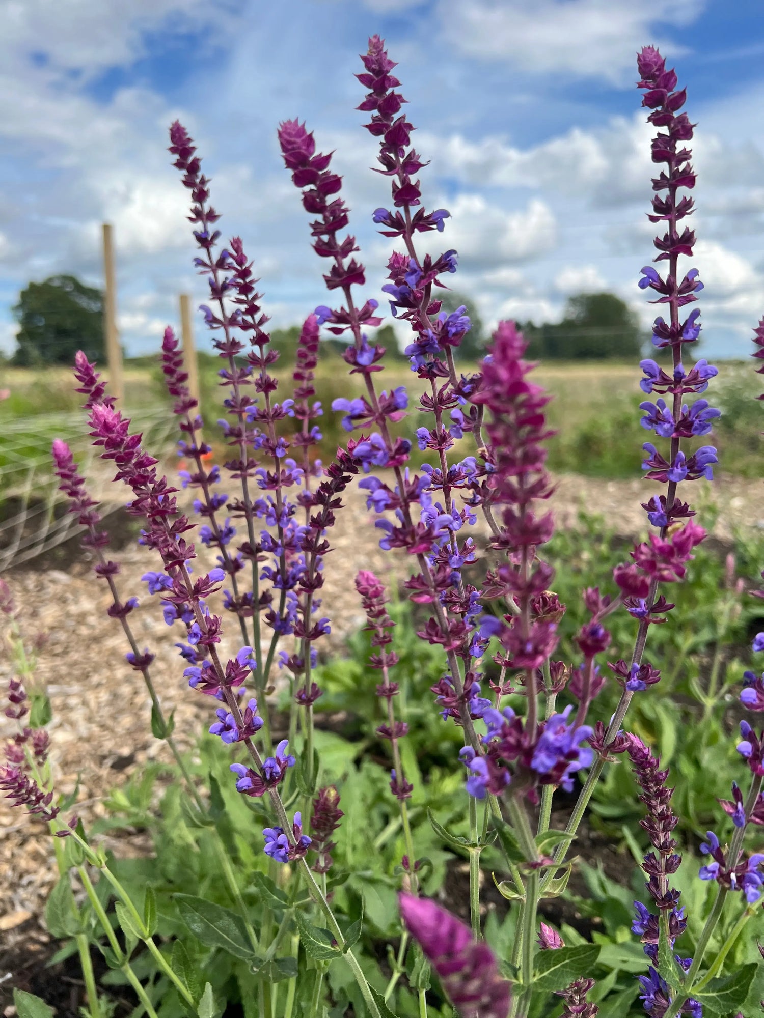 Close-up of the vibrant violet-blue flower spikes of Salvia &