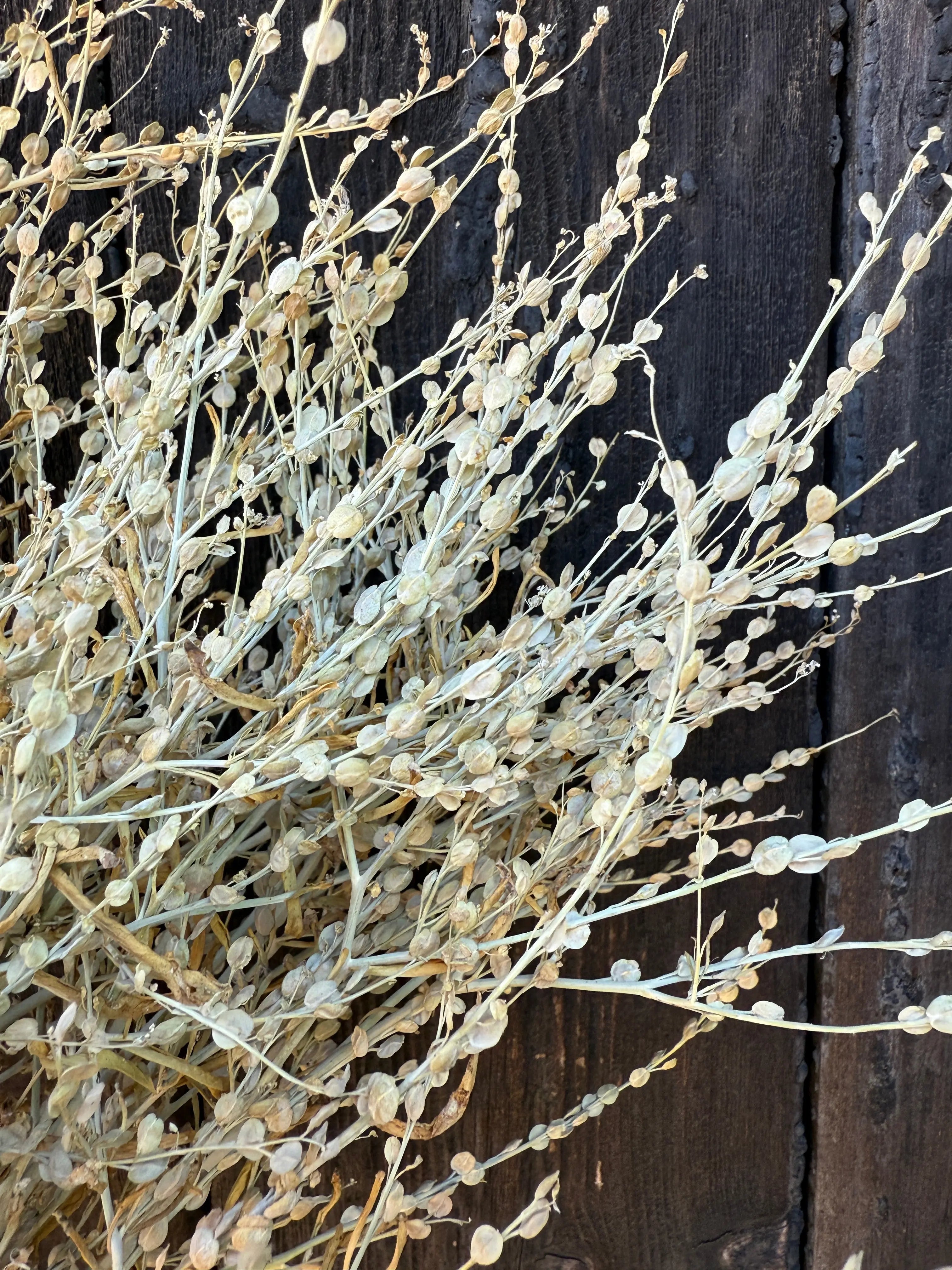 Lepidium sativum Dried Bishy Barnabees Cottage Garden Ltd