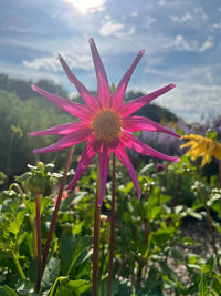 A vibrant pink flower with long, narrow petals stands tall among green foliage and tropical blooms under a bright sky, reminiscent of Bishy Barnabees Cottage Garden's Dahlia Cactus Mixed.
