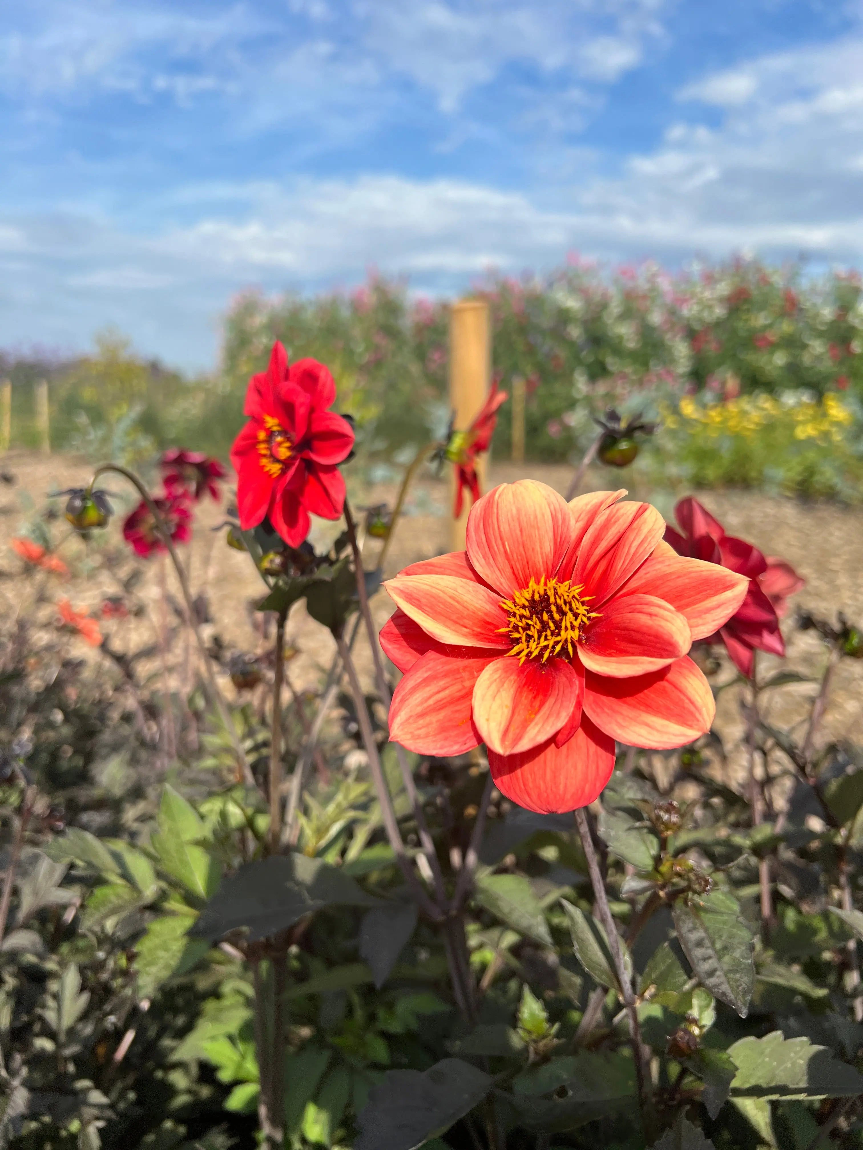 Dahlia Bishops Children Mix - Bishy Barnabees Cottage Garden Ltd