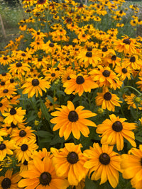A vibrant field of yellow-orange Rudbeckia Marmalade flowers by Bishy Barnabees Cottage Garden fills the image, with dark centers and green leaves peeking through—creating a lively summer scene, ideal for container plant displays.