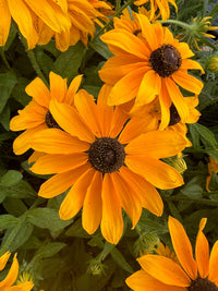 Close-up of Rudbeckia Marmalade by Bishy Barnabees Cottage Garden, featuring bright orange-yellow petals and dark brown centers amid green leaves and buds. This vibrant plant is perfect for containers and brings summer color to any garden.