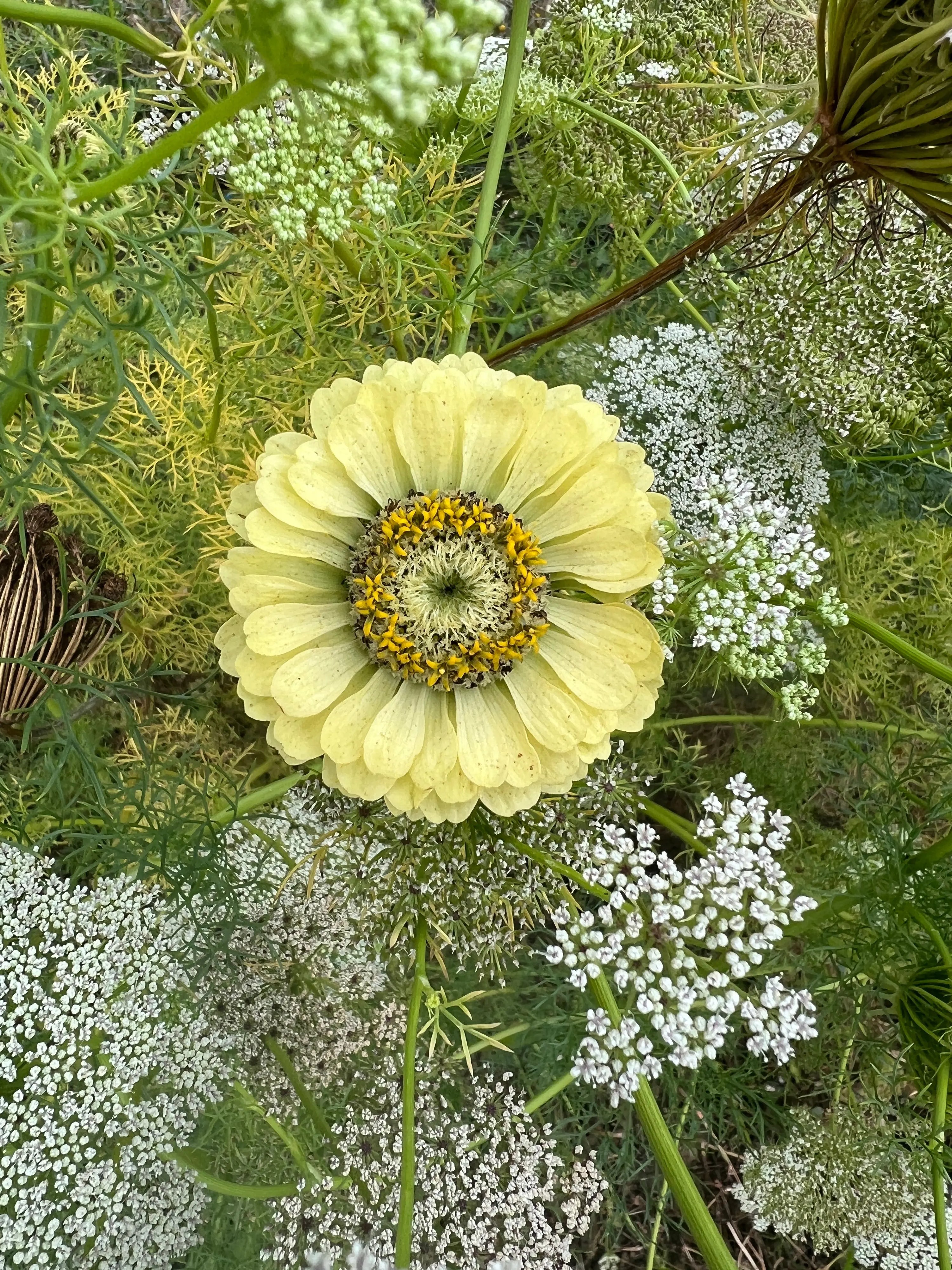 A Zinnia Green Envy flower from Bishy Barnabees Cottage Garden, with pale yellow-green petals, bloomed at the center amidst soft white Queen Anne’s lace and lush foliage, evoking chartreuse-lime garden beauty.