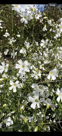 A cluster of delicate white Gypsophila Covent Garden flowers by Bishy Barnabees Cottage Garden blooms outdoors on slender green stems, set against a softly blurred background of foliage and sky.