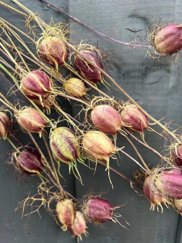 Nigella Seeds Heads Dried by Bishy Barnabees Cottage Garden feature purple and green hues with wispy tendrils—perfect accents for dried flower arrangements, displayed against a gray wooden background.