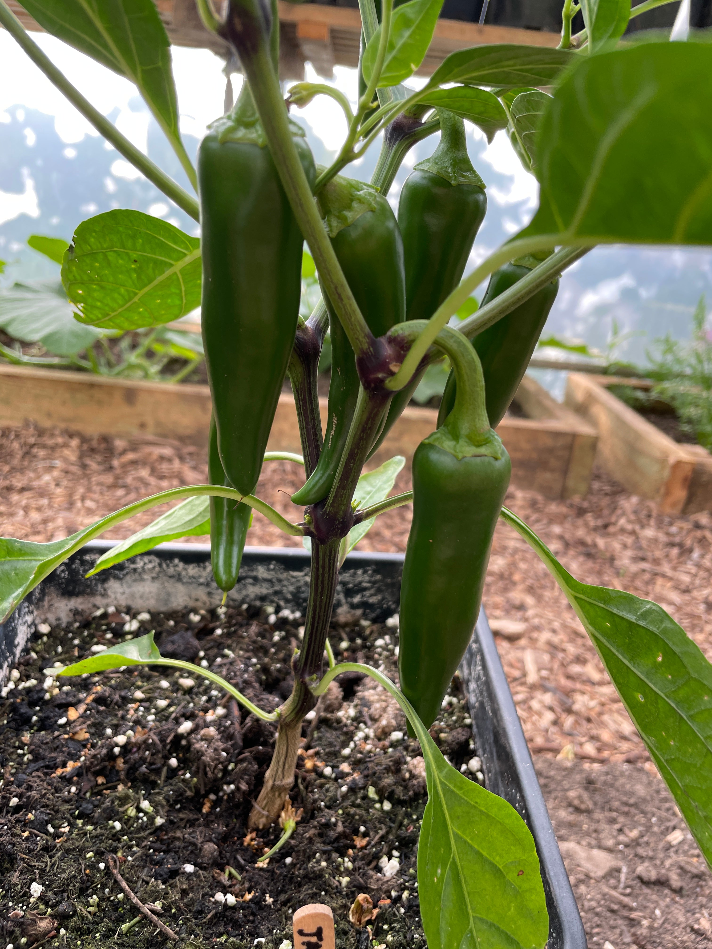Jalapeno Early Chilli plant with green pods in pot, originating from Xalapa, Mexico, Capsicum Annuum variety, medium hot peppers.