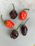Black Scorpion Tongue Chilli - Bishy Barnabees Cottage Garden Ltd
