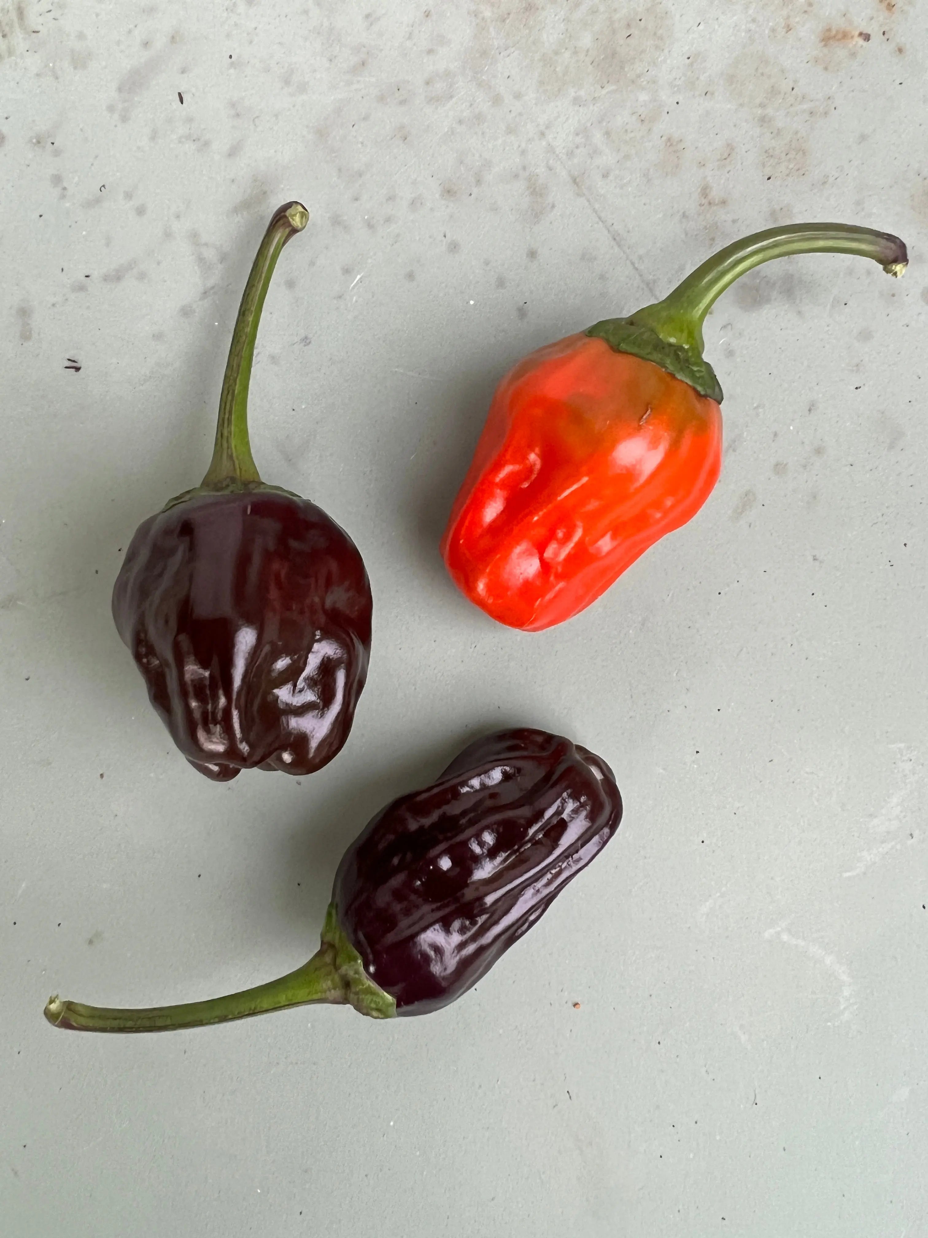 Black Scorpion Tongue Chilli - Bishy Barnabees Cottage Garden Ltd