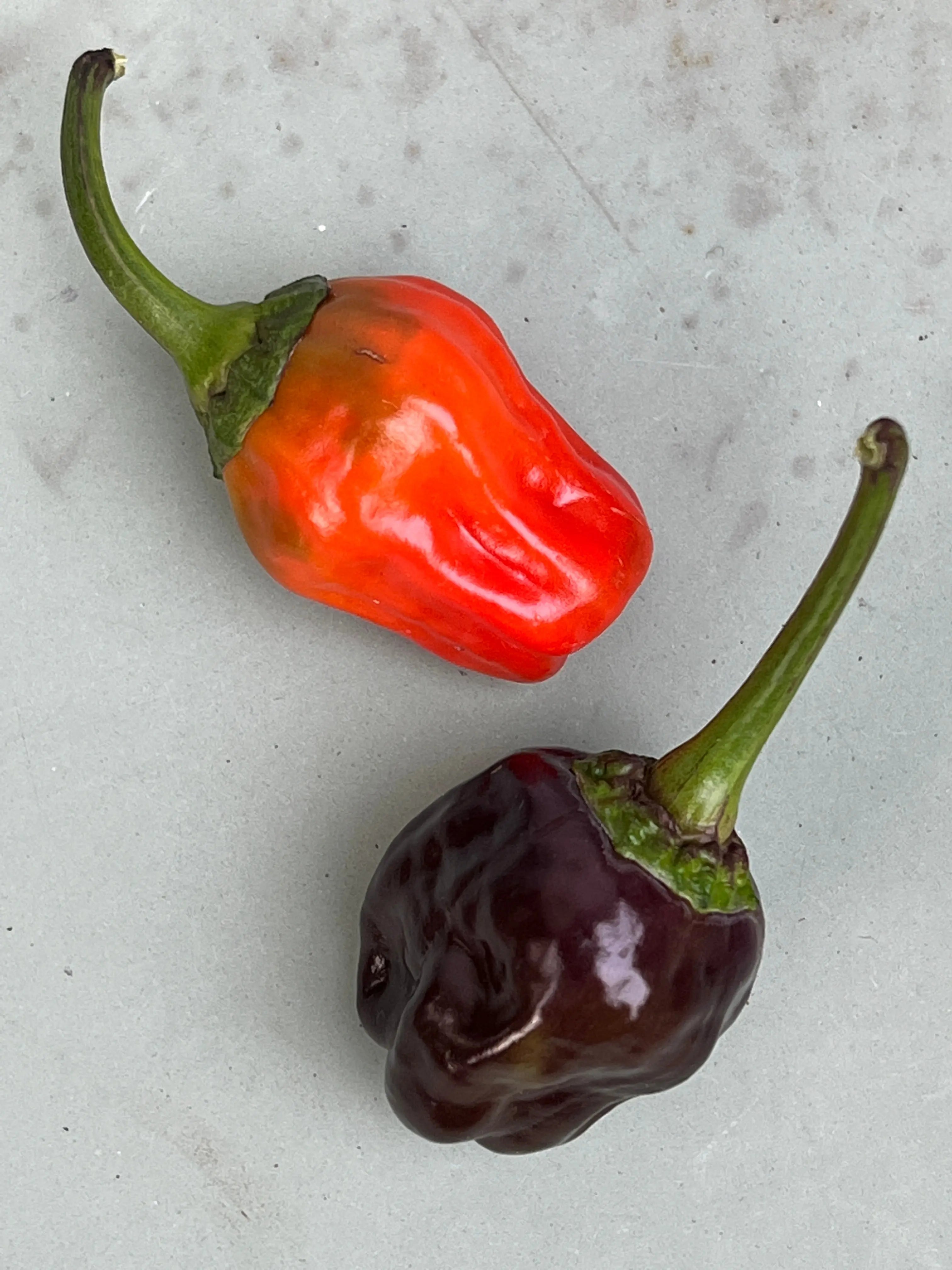 Black Scorpion Tongue Chilli - Bishy Barnabees Cottage Garden Ltd