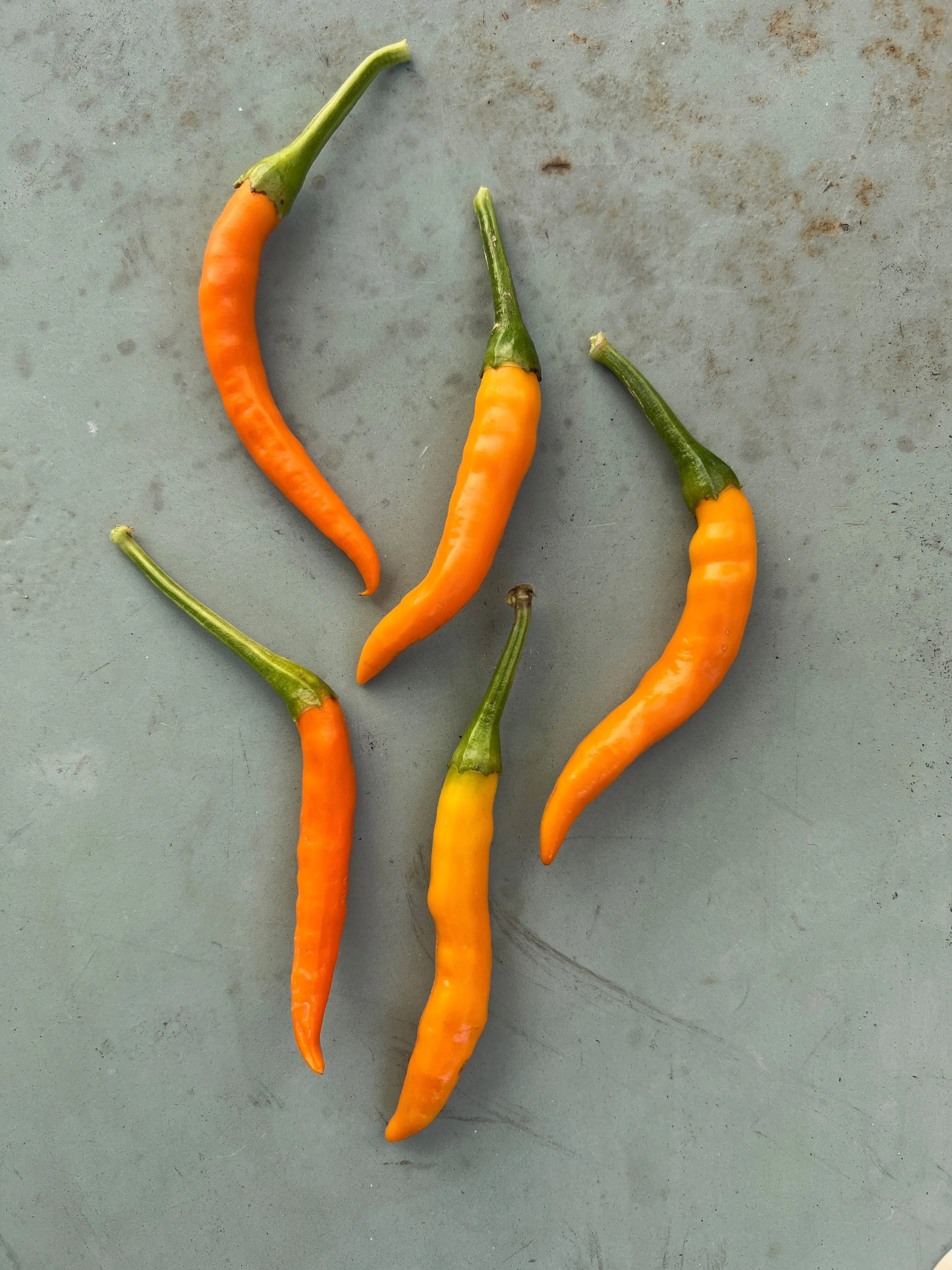 Kilian Chilli - Bishy Barnabees Cottage Garden Ltd