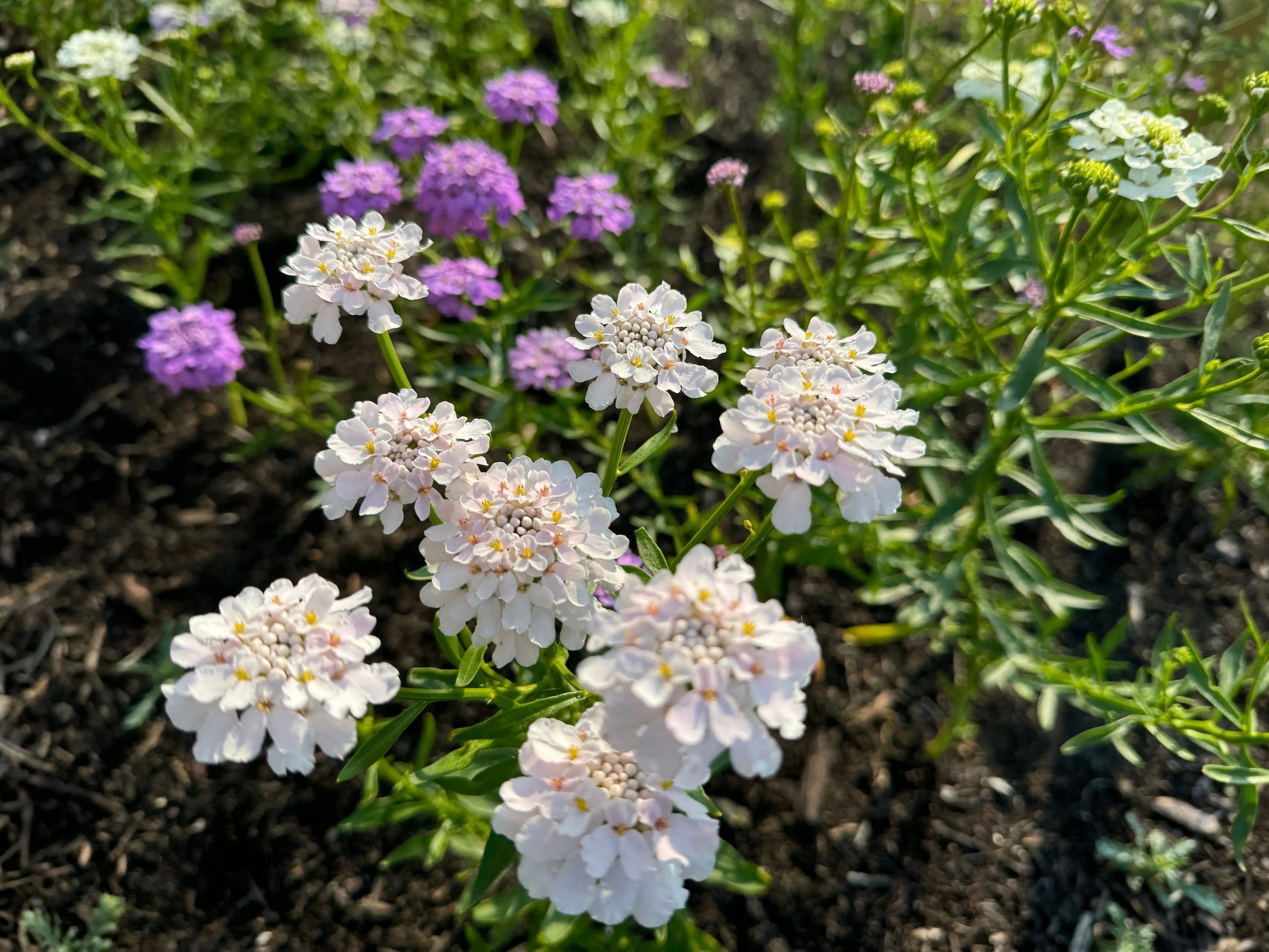 Candytuft Crown Mixed by Bishy Barnabees Cottage Garden Ltd features white, light pink, and purple blooms with green foliage—growing in dark soil under bright sunlight, making it perfect for butterfly gardens.