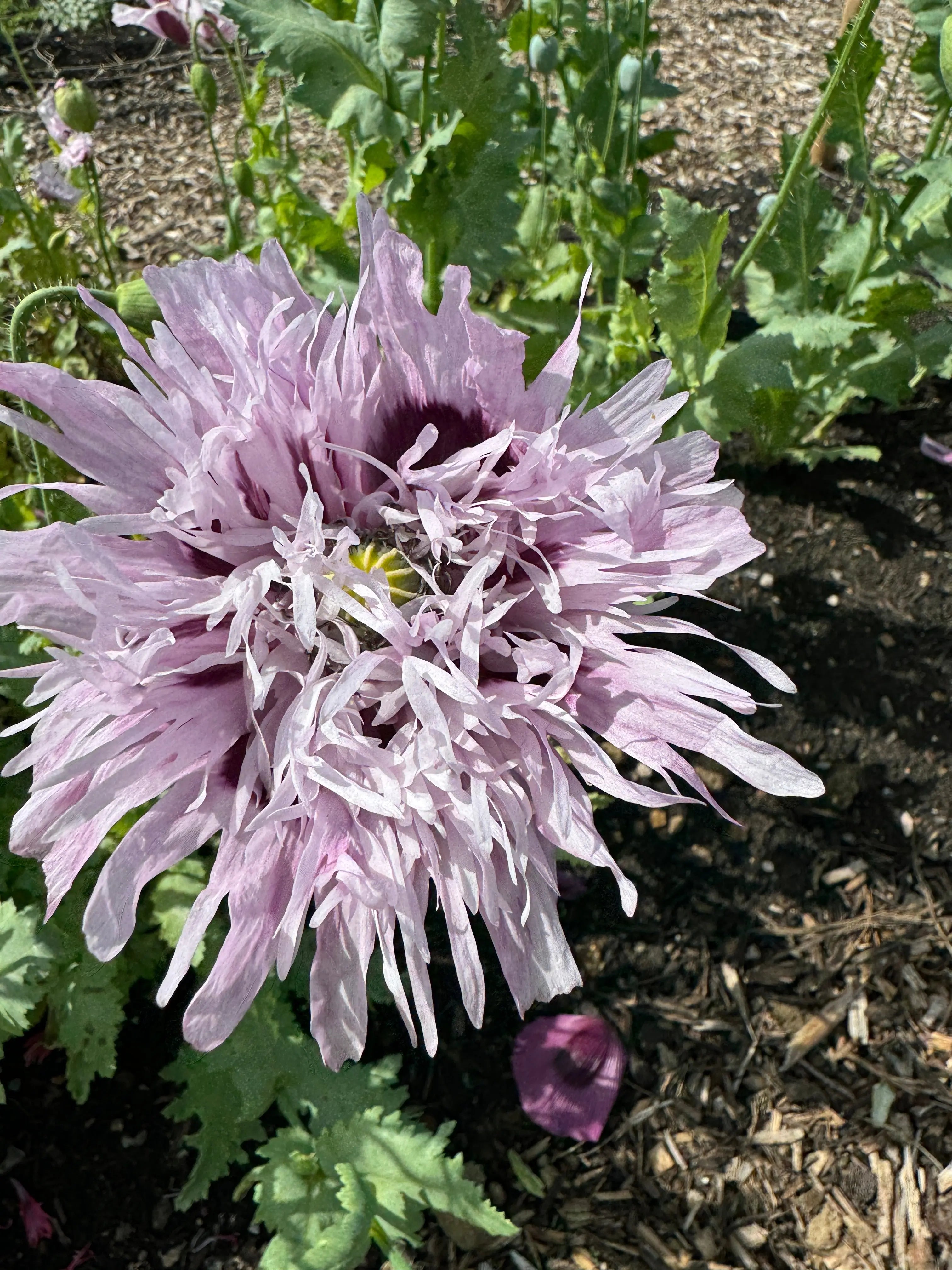 Poppy Lilac Pom Pom - Bishy Barnabees Cottage Garden Ltd