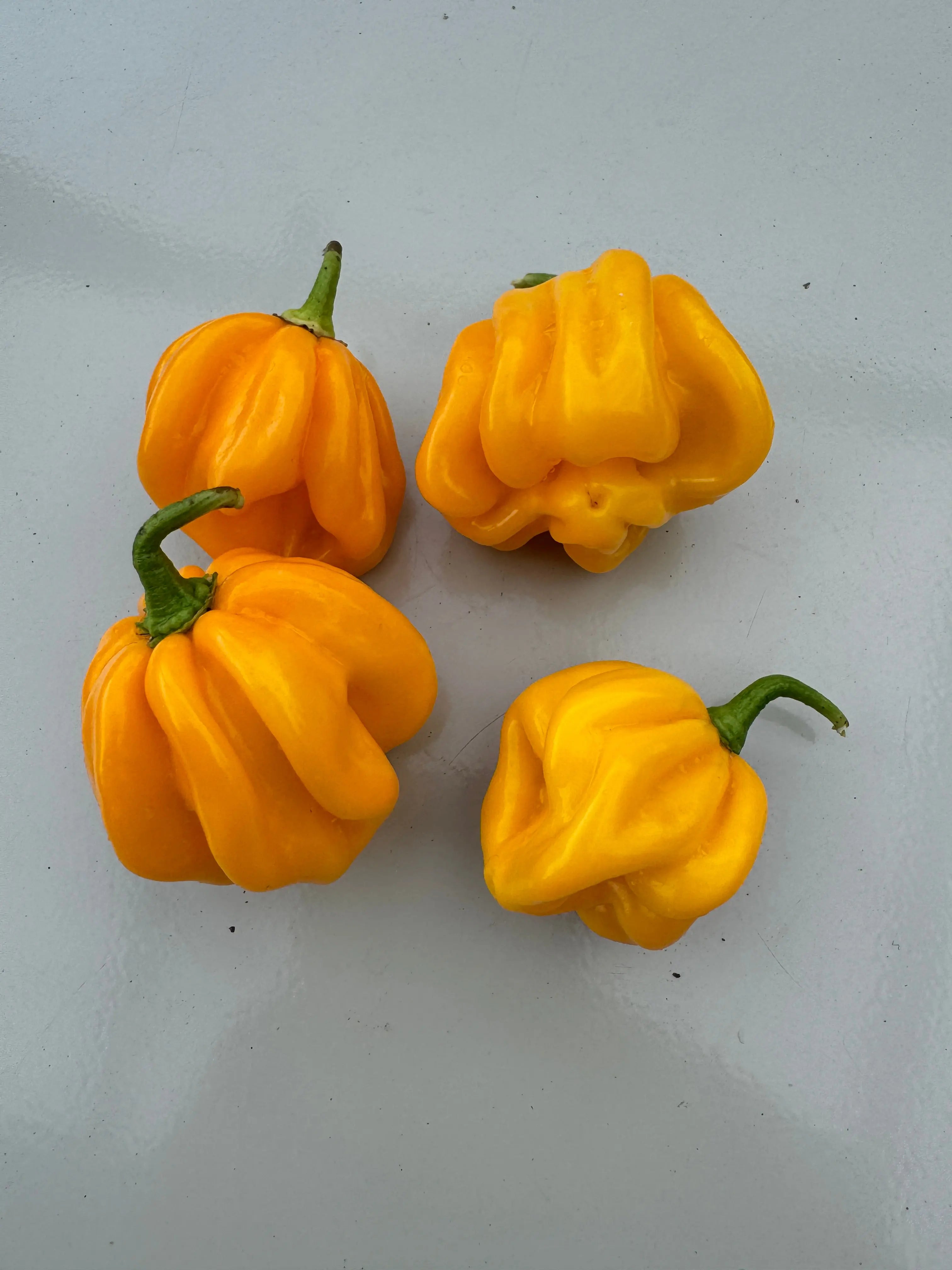 WISR Yellow Chilli - Bishy Barnabees Cottage Garden Ltd