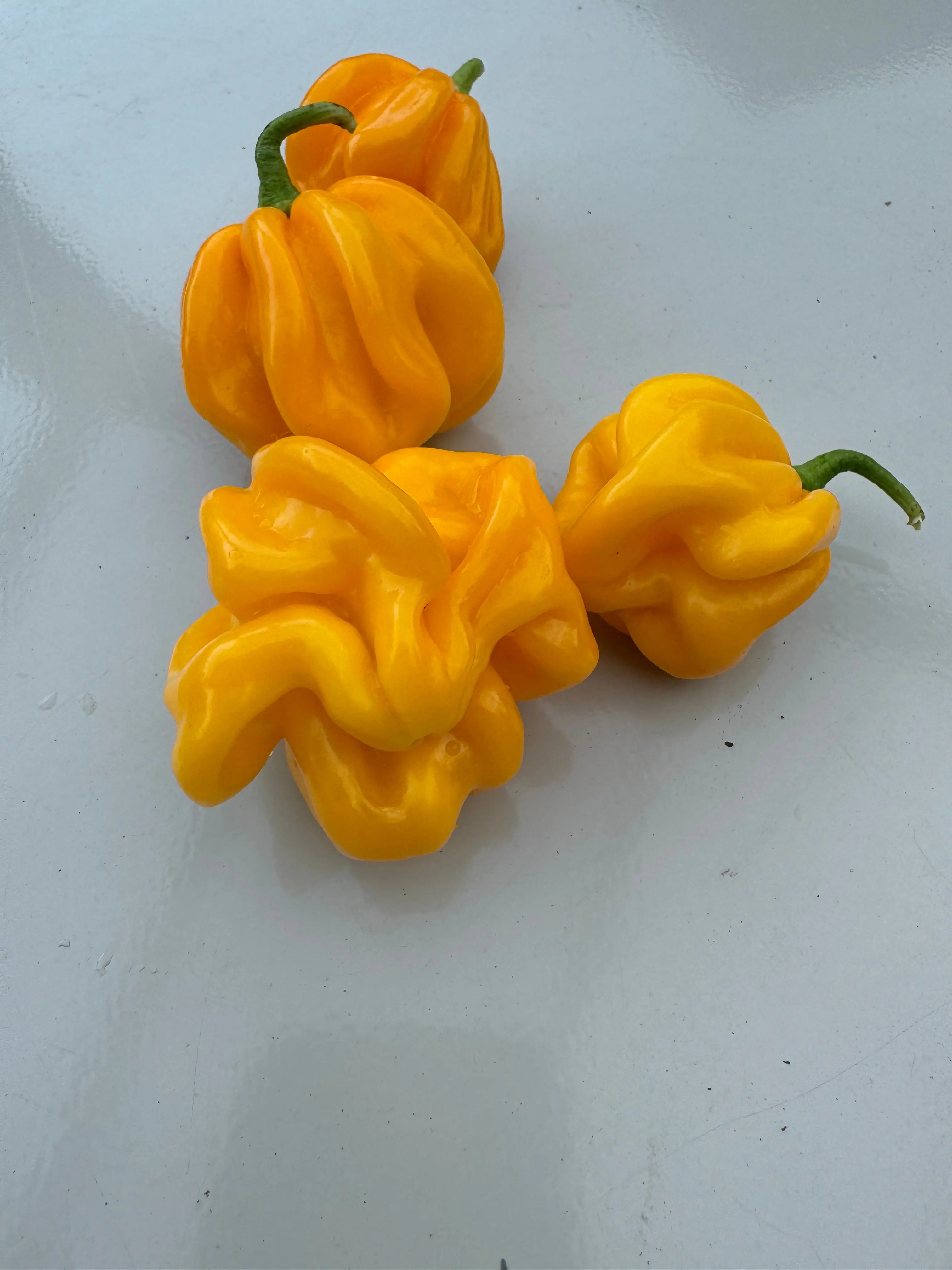 WISR Yellow Chilli - Bishy Barnabees Cottage Garden Ltd