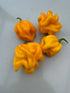 WISR Yellow Chilli - Bishy Barnabees Cottage Garden Ltd