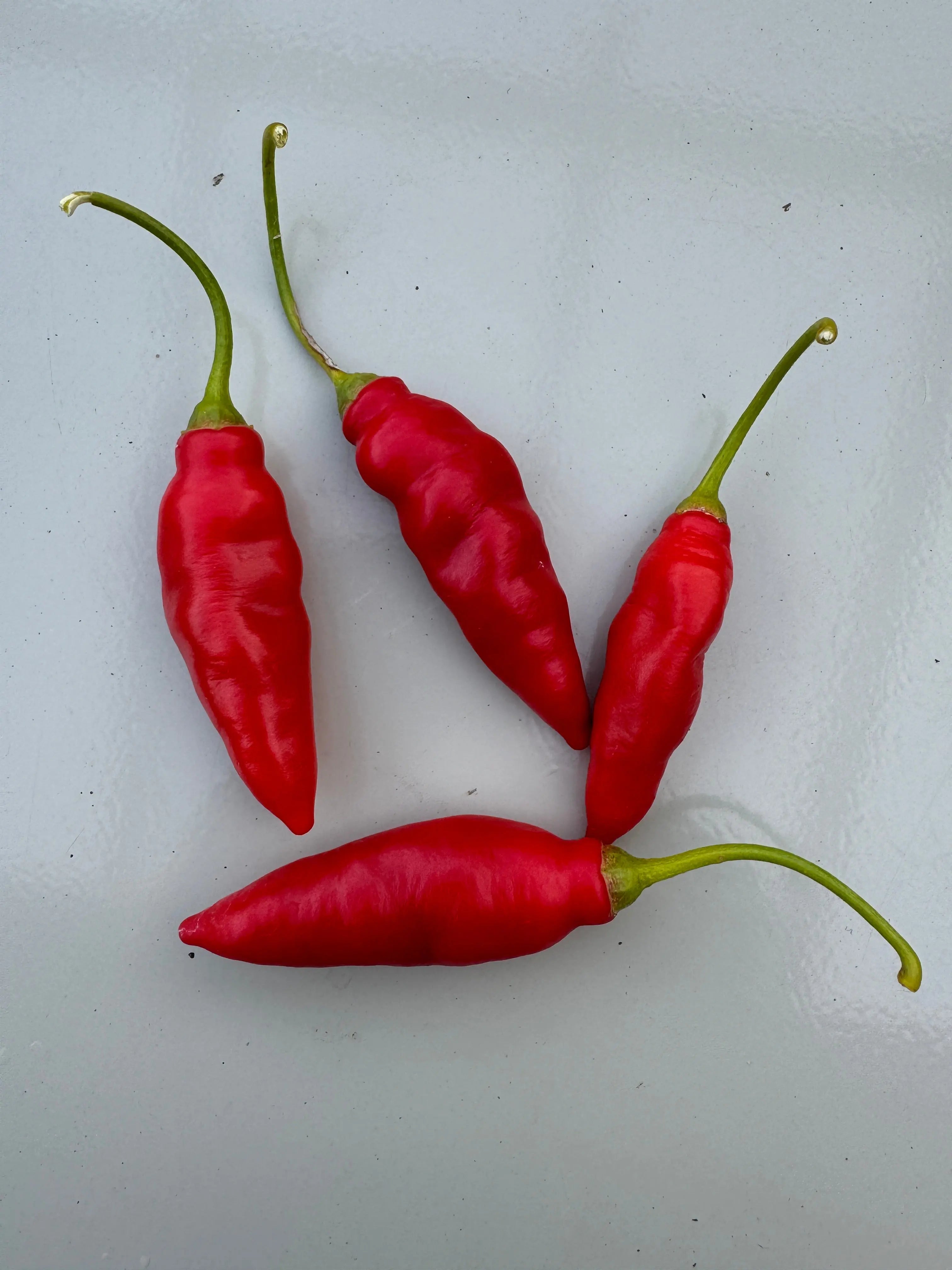 Rocoto Aji Largo Red Chilli - Bishy Barnabees Cottage Garden Ltd